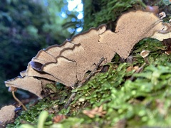 Phellodon nothofagi