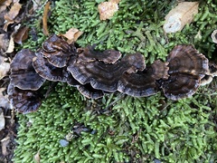 Phellodon nothofagi