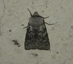 Agrotis simplonia