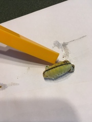 Insecta