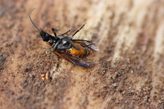 Anogcodes rufiventris