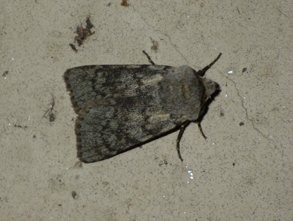 Simplon Pass agrotis