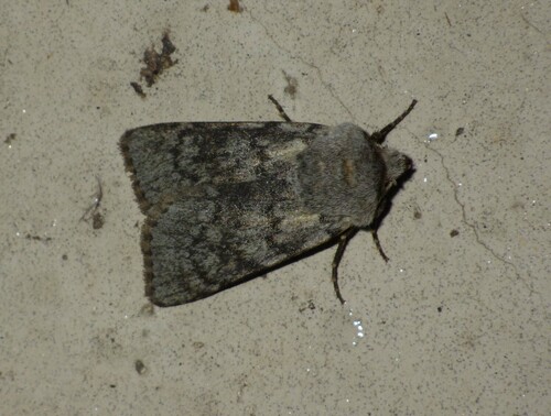 Simplon Pass agrotis