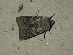 Agrotis simplonia