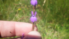 Lobelia urens