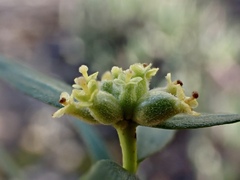 Pimelea microcephala microcephala