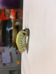Insecta