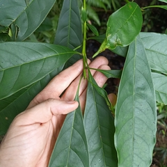Osmanthus matsumuranus