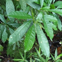 Osmanthus matsumuranus