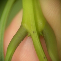 Osmanthus matsumuranus