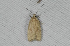 Agonopterix assimilella
