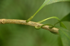 Osmanthus matsumuranus