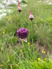 Allium rotundum jajlae