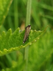 Glyphipterix simpliciella