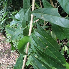 Osmanthus matsumuranus