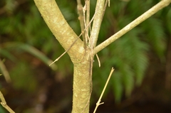 Osmanthus matsumuranus