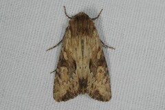 Apamea sublustris