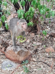 Macaca mulatta