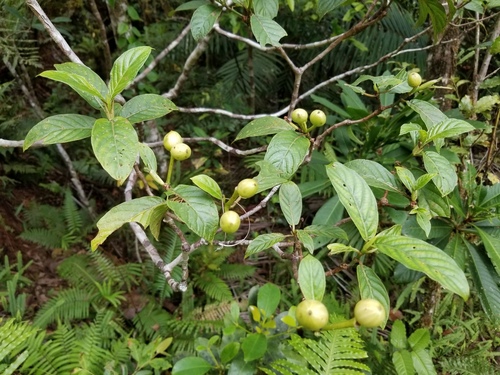 Psychotria pancheri observed 2022-04-18