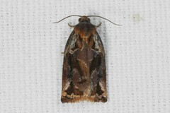 Archips oporana