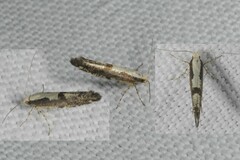 Argyresthia conjugella