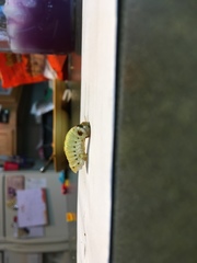 Insecta