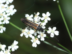 Oedemera pthysica