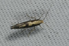 Argyresthia conjugella