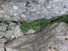 Heracleum ligusticifolium