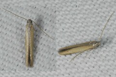 Batrachedra pinicolella