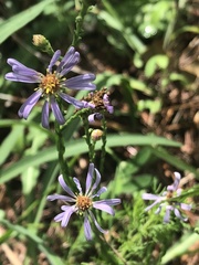 Symphyotrichum adnatum