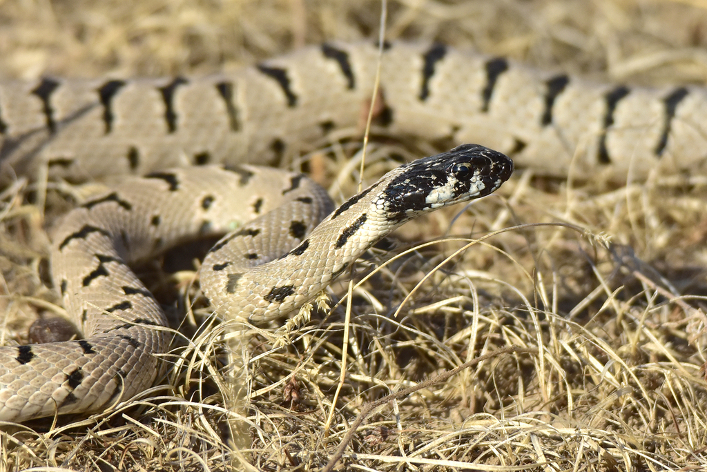 Spotted Whip Snake