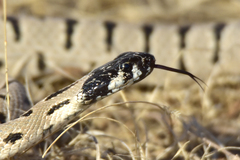 Hemorrhois ravergieri