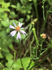 Symphyotrichum adnatum