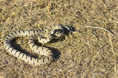 Hemorrhois ravergieri