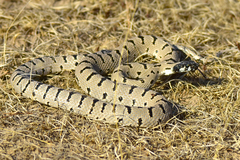 Hemorrhois ravergieri