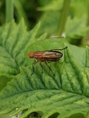 Tetanocera elata
