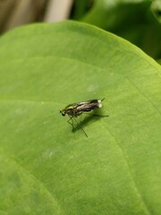 Poecilobothrus nobilitatus
