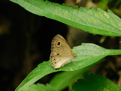 Ypthima philomela