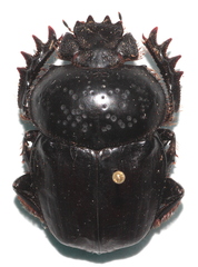 Scarabaeus semipunctatus