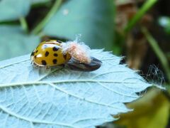 Dinocampus coccinellae