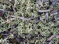 Xanthoparmelia semiviridis