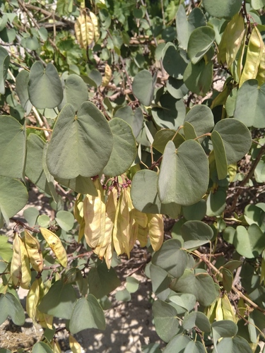Judas-tree