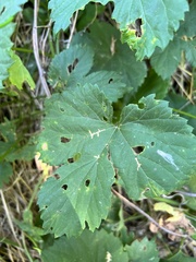 Cosmopterix zieglerella
