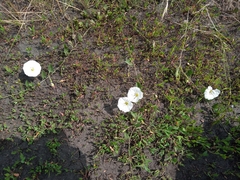 Convolvulus arvensis