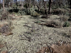 Xanthoparmelia semiviridis