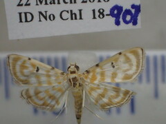 Notarcha aurolinealis