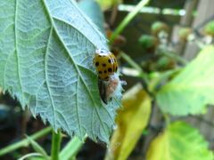 Dinocampus coccinellae