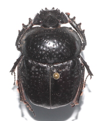 Scarabaeus cicatricosus