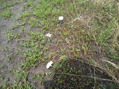 Convolvulus arvensis